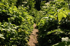 Trail Narrows