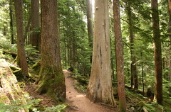 Trail through Forest