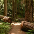 Log Barrier
