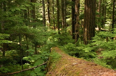 Deadfall Trees