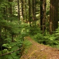 Deadfall Trees