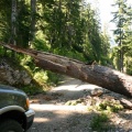 Deadfall Road Block