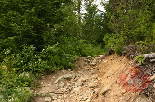 Cougar Lake Trail