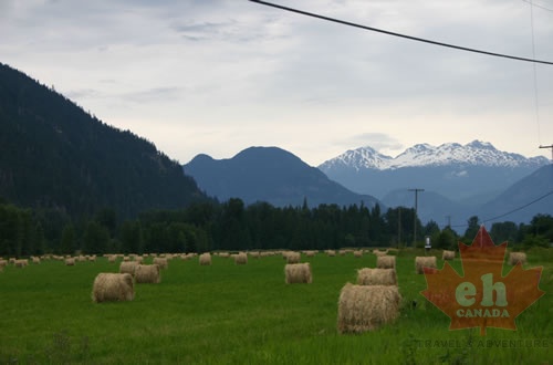 Hay Fields