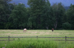Horse Pasture