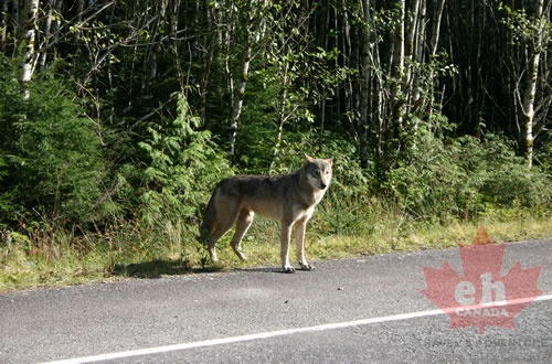 Wolf