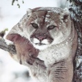 Cougar