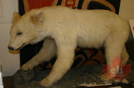 Kermode Bear