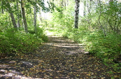 ferry_island_nature_trail 002.jpg