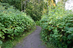 ferry_island_nature_trail 006.jpg