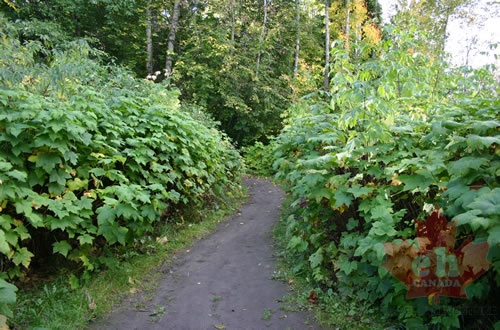 Nature Trail