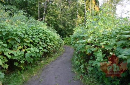 Nature Trail
