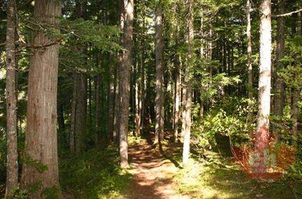 Hiking Trail & Outhouse