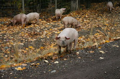 Pigs Gone Wild