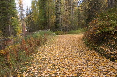 Bluff Trail