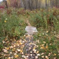 Wooden Bridge