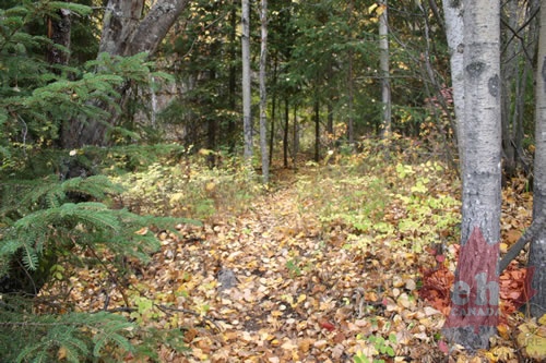 Leaves Covering Trail