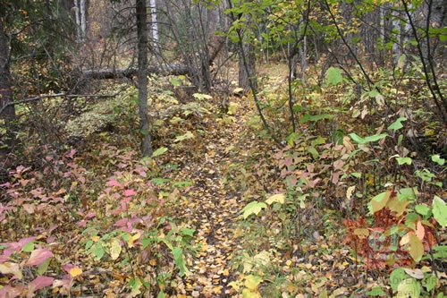 Trail Ahead