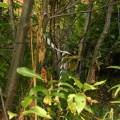 Trail Marker