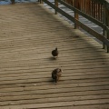 Sharing the Boardwalk