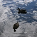 Blue Sky Ducks