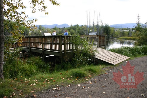 Birdwatching Platform
