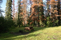 picnic.jpg