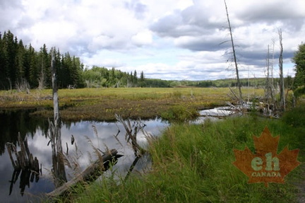 Birdwatching Pond