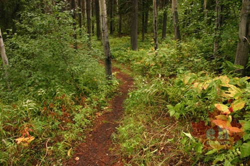 Opal Bed Trail