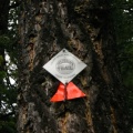 Trail Marker (2685 visits) Tree markers mapping out trail Trail Marker