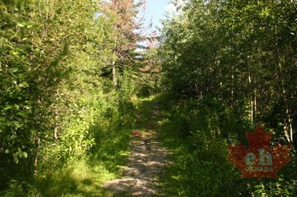 Forested Hiking Trail