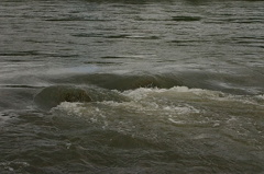 River Rapids