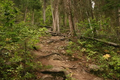 Tree Roots