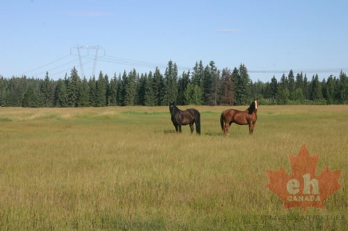 Horse Haven (924 visits) Caught some more attention wondering the backcountry roads Horse Haven