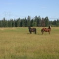 Horse Haven