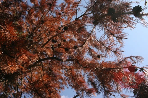 Pine Beetle Infestation (943 visits) Beetles that are destroying some of our forests Pine Beetle Infestation