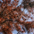 Pine Beetle Infestation
