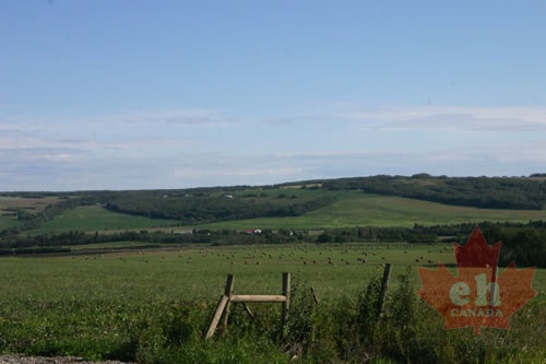 Rolling Hills