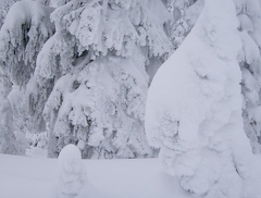 Should be a tree under there.