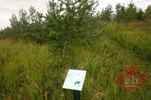 Japanese Pine Tree