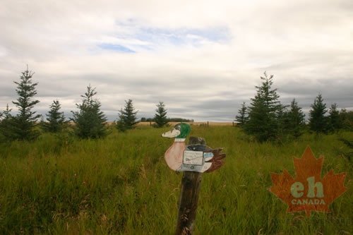 Mallard Meander Trail