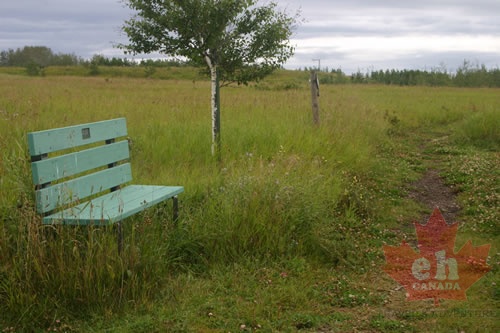 Viewing Bench