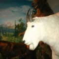 Mountain Goat