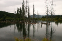 marsh 001.jpg