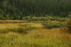 marsh 002.jpg
