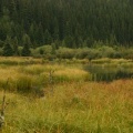 Grassy Wetlands