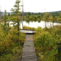 Bullmoose Marsh
