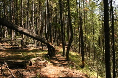 Hiking Trail