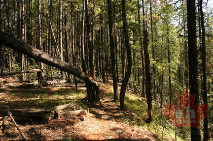 Hiking Trail