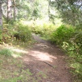 Walking Path